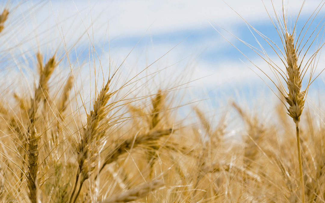 Up close image of wheat field with blue skies behind it.
